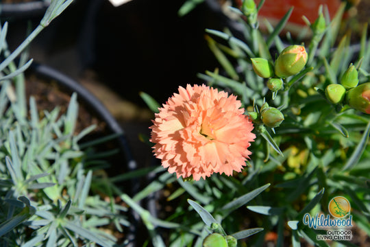 Dianthus Super Trouper - Orange, 1 Pack