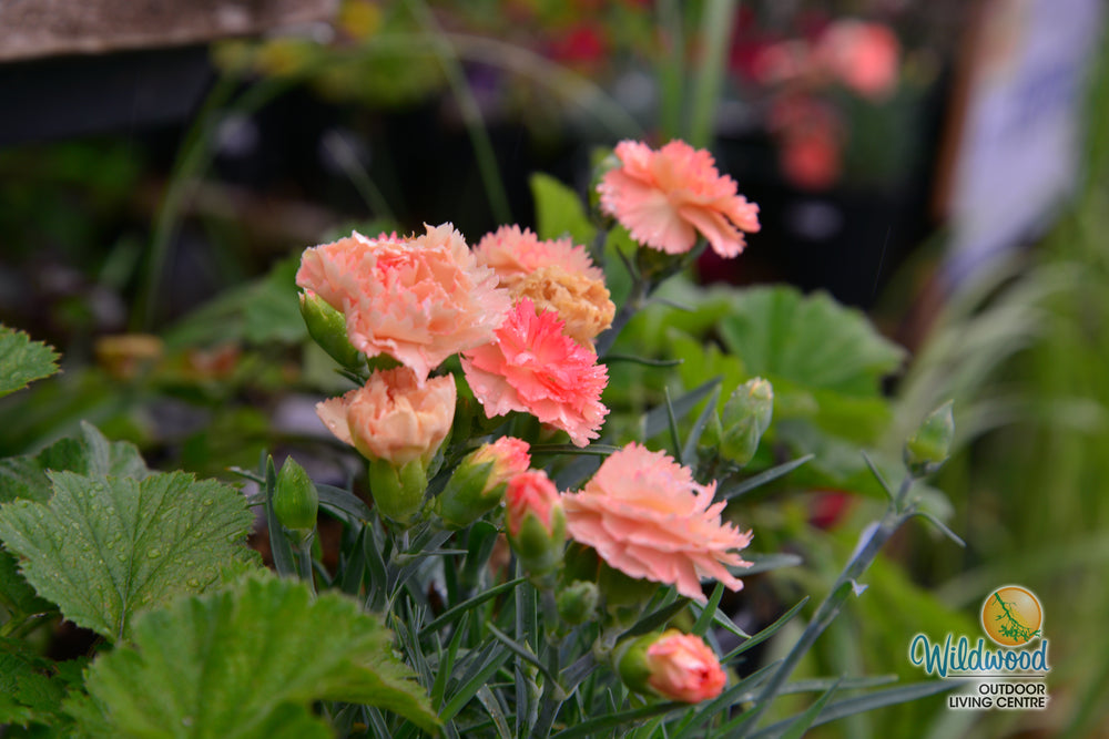 Dianthus Super Trouper - Orange, 1 Pack