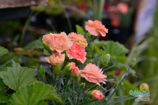 Dianthus Super Trouper - Orange, 1 Pack