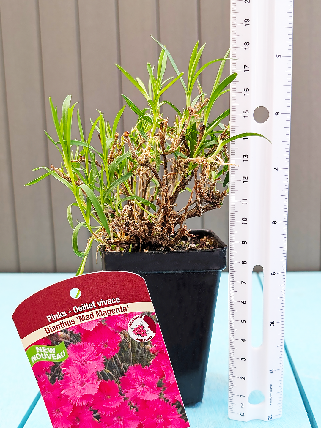 Dianthus_MadMagenta