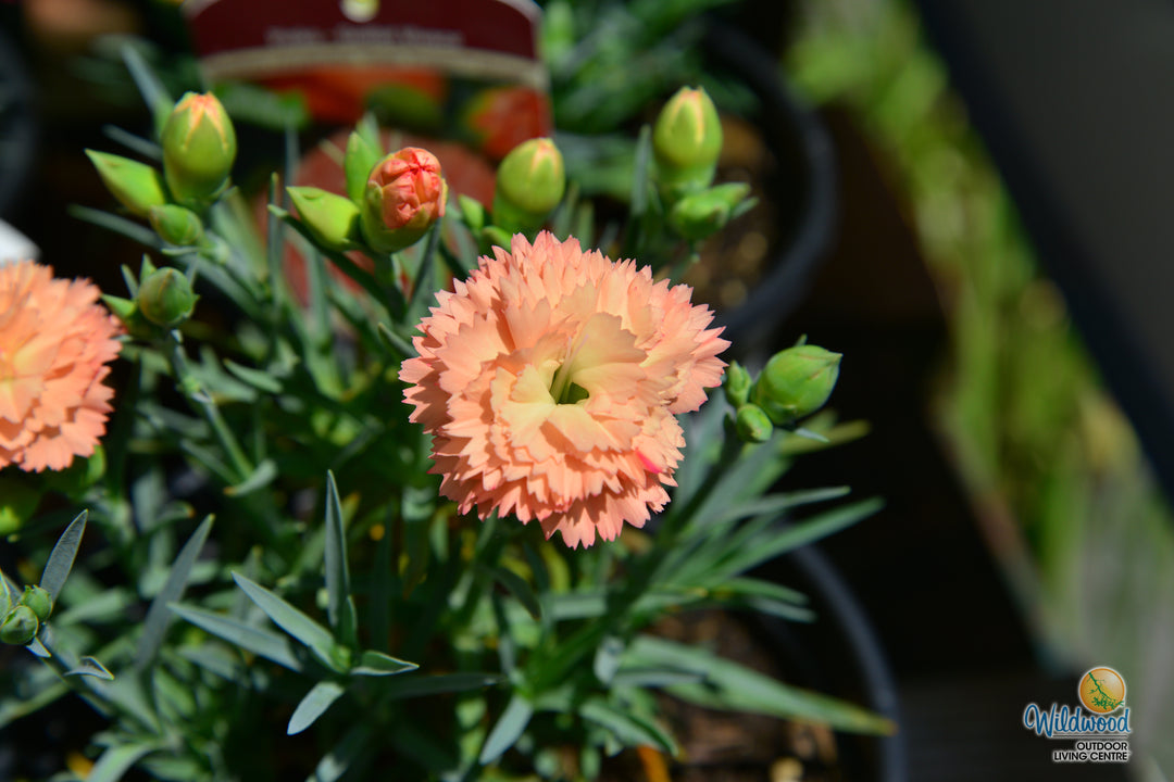 Dianthus Super Trouper - Orange, 1 Pack