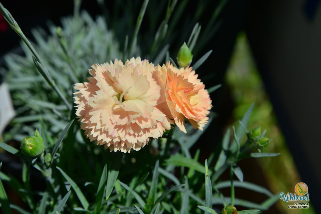 Dianthus Super Trouper - Orange, 1 Pack