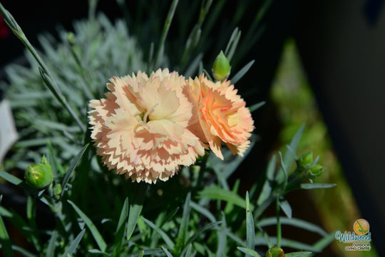 Dianthus Super Trouper - Orange, 1 Pack