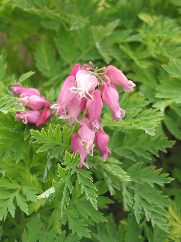 Bleeding Heart - Luxuriant, 1 Pack