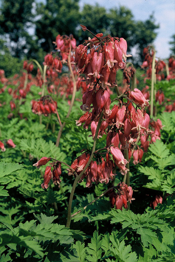 Bleeding Heart - Luxuriant, 1 Pack