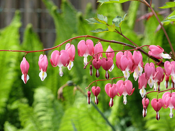 Dicentra Spectabilis - Bleeding Heart