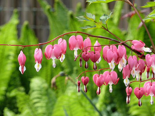 Dicentra Spectabilis - Bleeding Heart