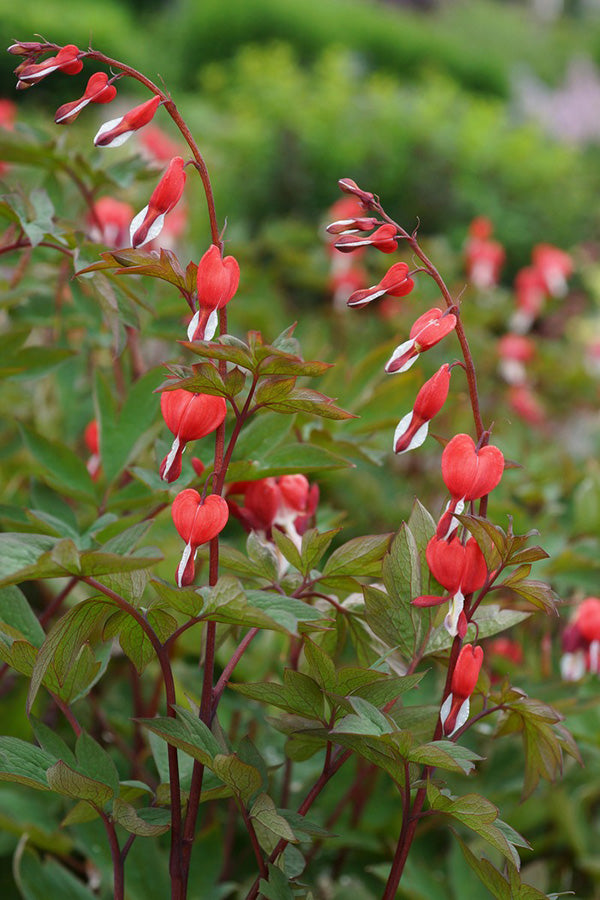 Bleeding Heart - Valentine, 1 Pack