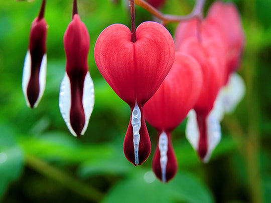 Bleeding Heart - Valentine, 1 Pack