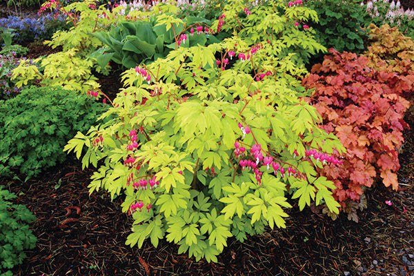 Bleeding Heart - Gold Heart, 1 Pack