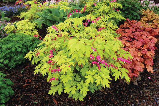 Bleeding Heart - Gold Heart, 1 Pack