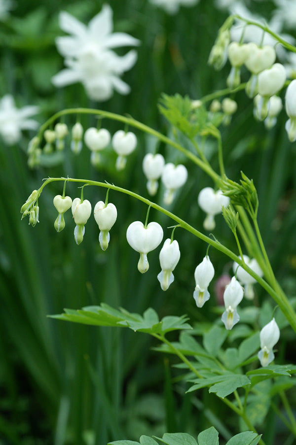 Bleeding Heart - Alba, 1 Pack