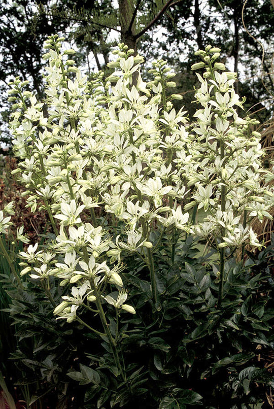 Gas Plant - Albiflorus, 1 Pack