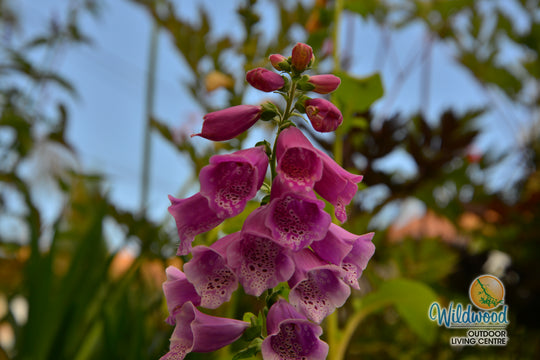 Foxglove - Dalmatian Purple, 1 Pack