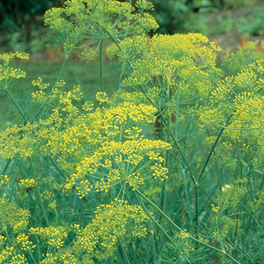 Dill Mammoth - Burpee Seeds