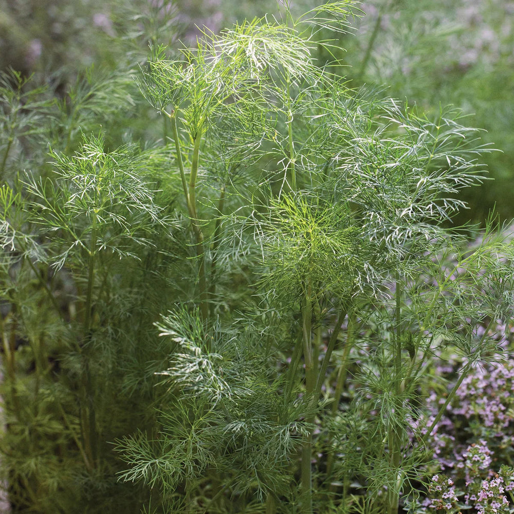 Dill Mammoth - Burpee Seeds