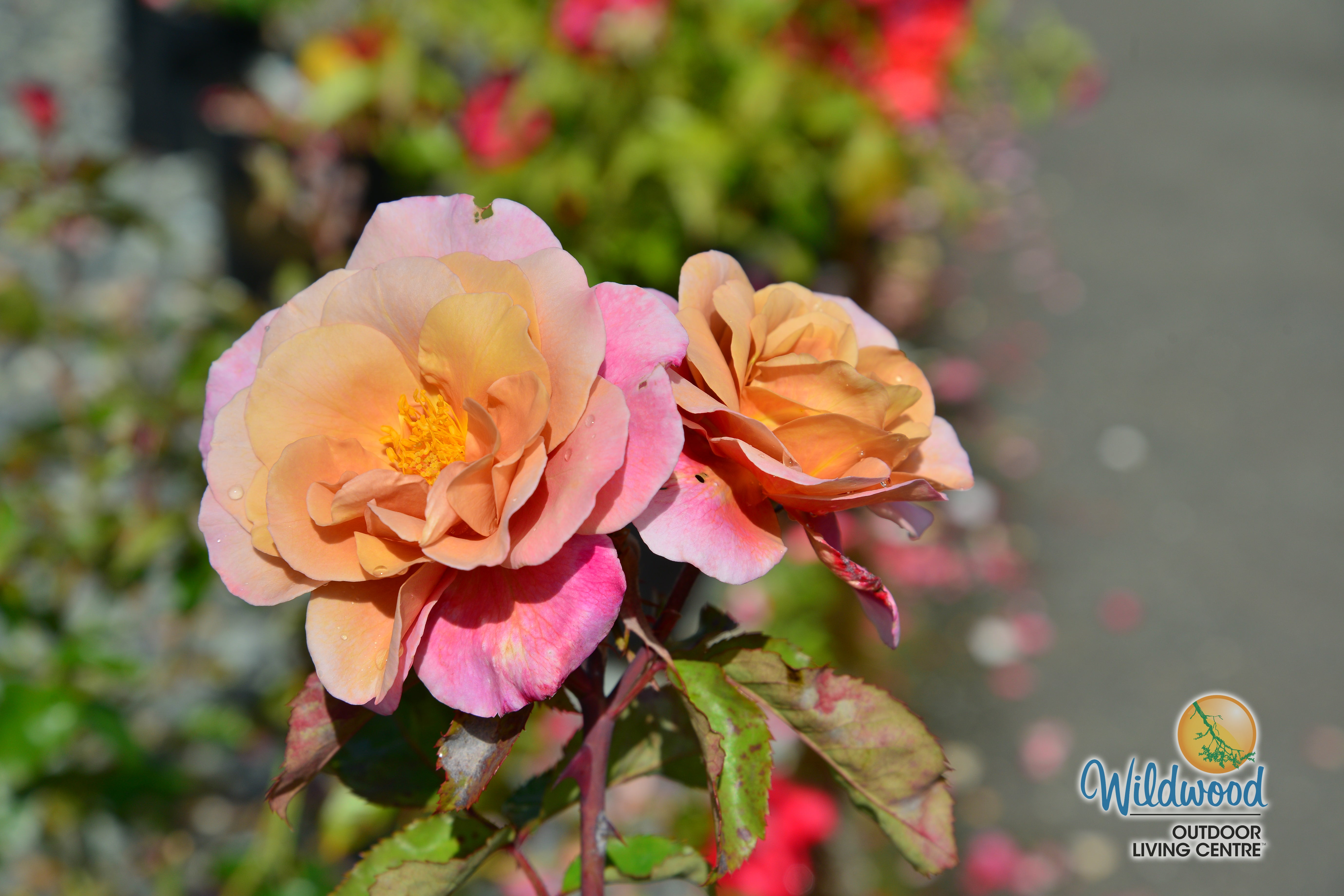 Distant Drums Floribunda | Weeks Rose – Wildwood Outdoor Living