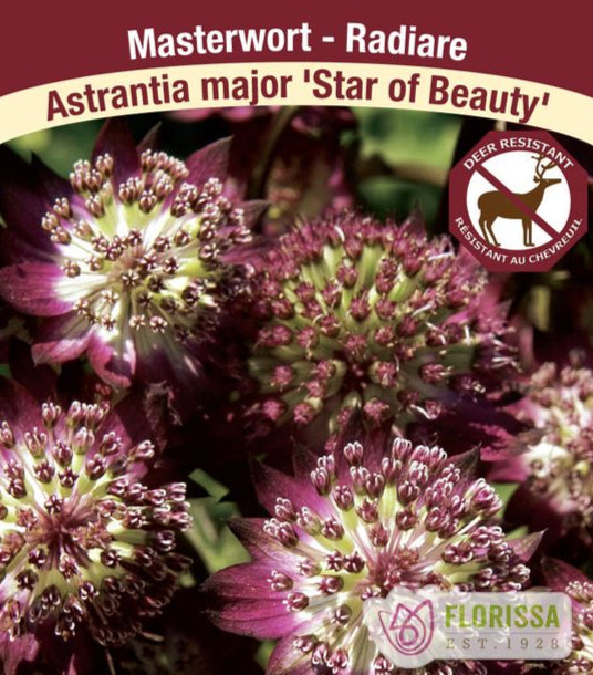 Astrantia - Star of Beauty, 1 Pack