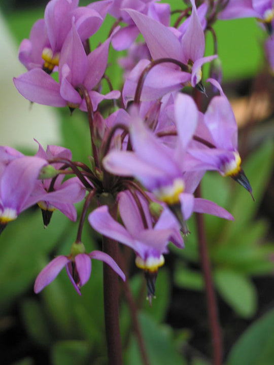 Shooting Star - Lilac, 1 Pack