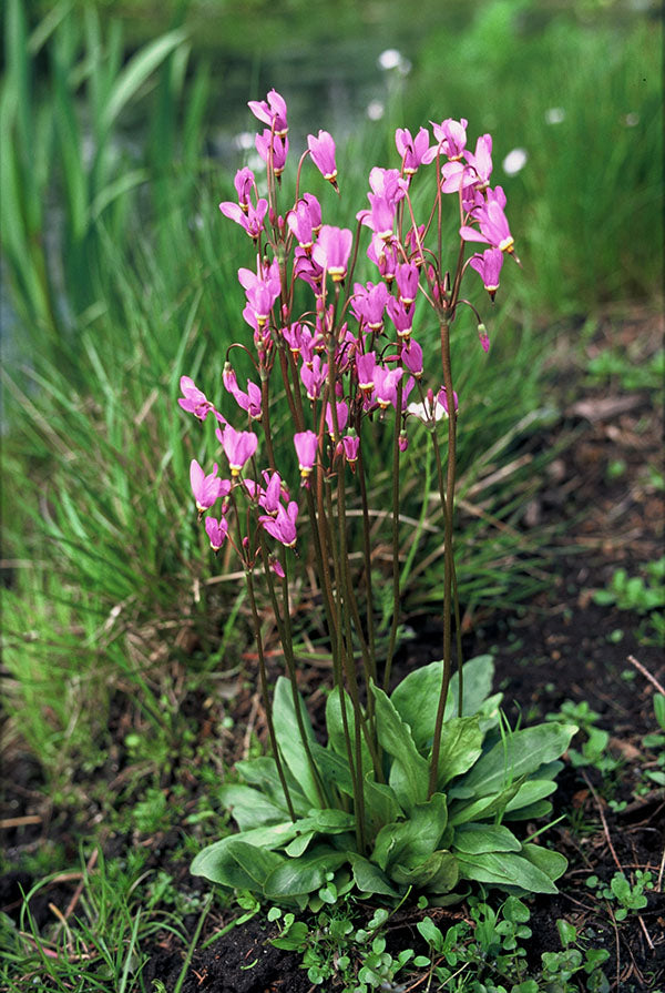 Shooting Star - Lilac, 1 Pack