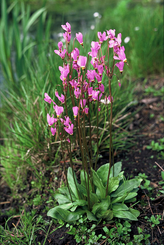 Shooting Star - Lilac, 1 Pack