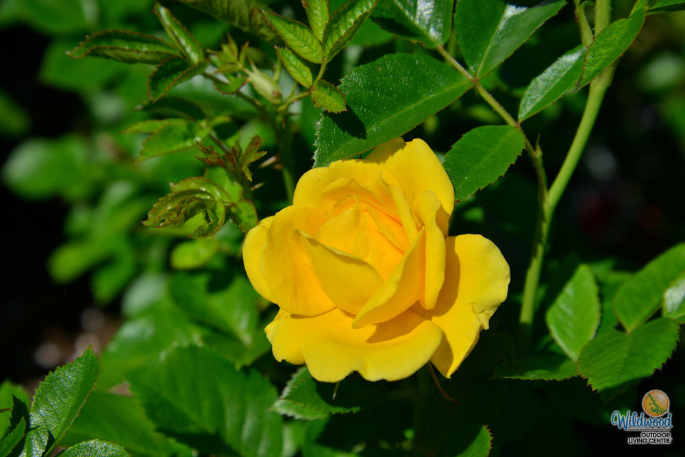 Doris Day - Weeks Rose