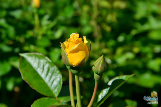 Doris Day - Weeks Rose