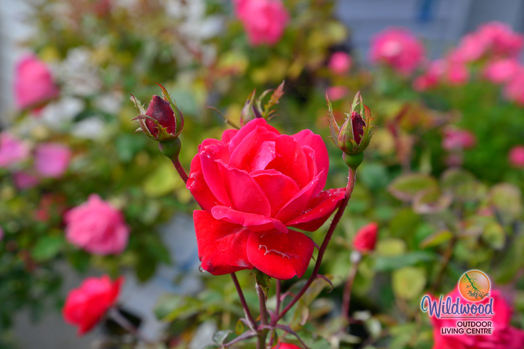 Double Knock Out - Star Roses and Plants