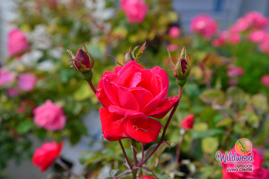 Double Knock Out - Star Roses and Plants