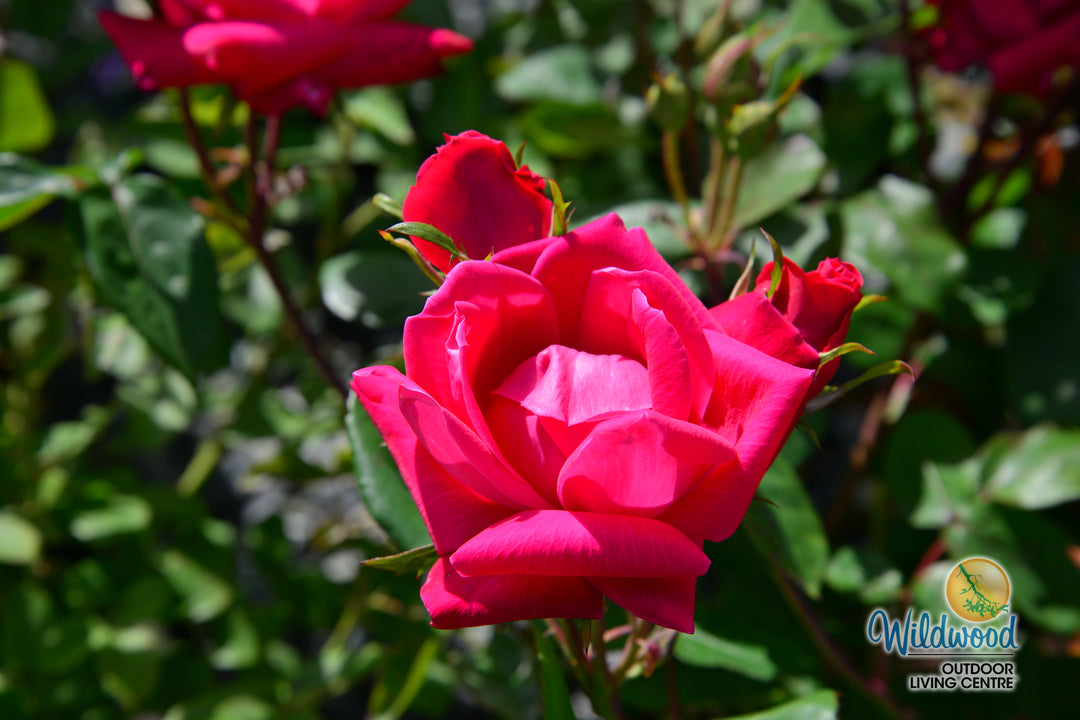 Double Knock Out - Star Roses and Plants