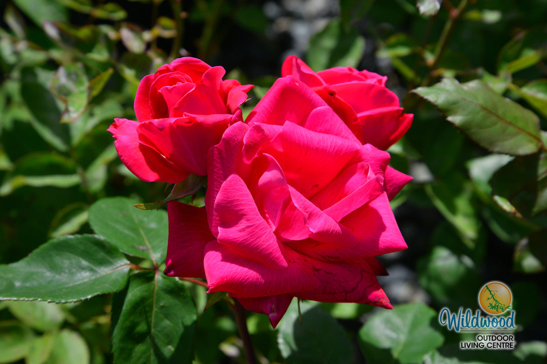 Double Knock Out - Star Roses and Plants