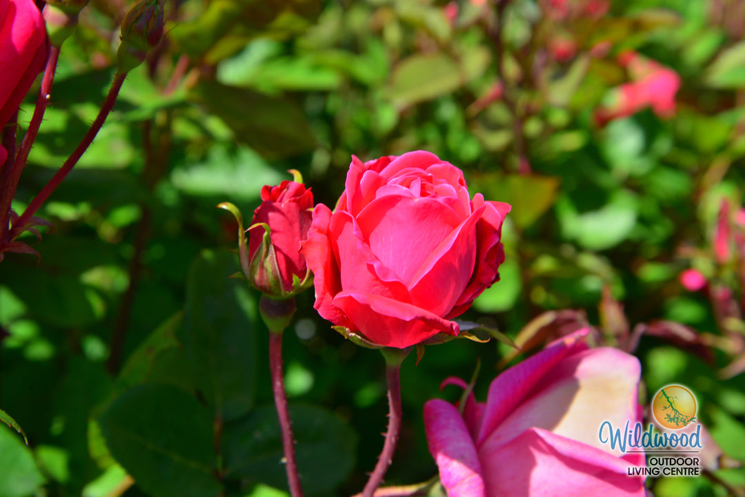 Double Knock Out - Star Roses and Plants