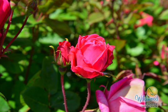 Double Knock Out - Star Roses and Plants