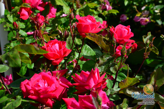 Double Knock Out - Star Roses and Plants