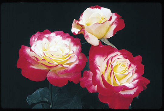 Double Delight - Star Roses and Plants