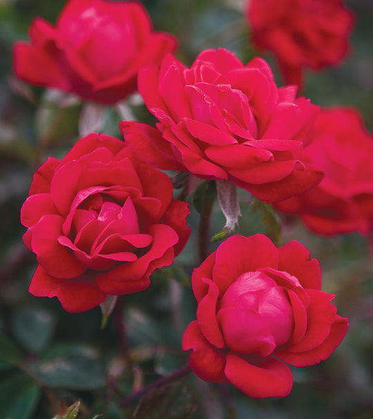 Double Knock Out - Star Roses and Plants