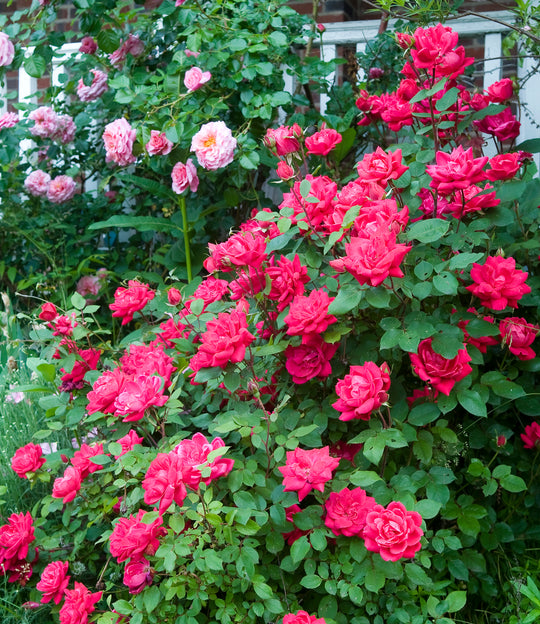 Double Knock Out - Star Roses and Plants