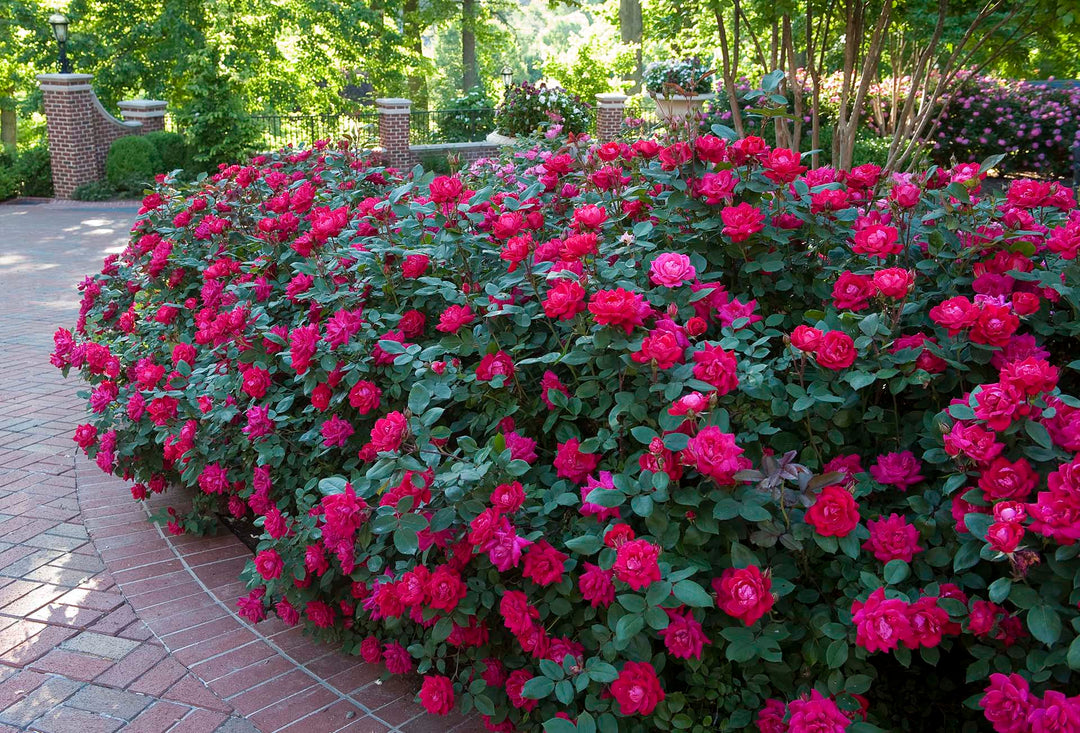 Double Knock Out - Star Roses and Plants