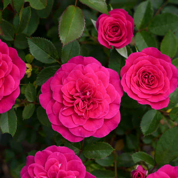 Sunblaze Dragon Fruit  - Star Roses and Plants