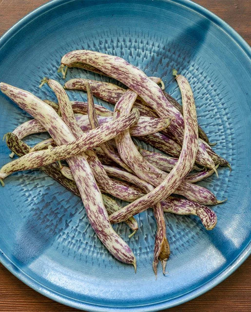 Bean Dragon Tongue Bush Bulk - West Coast Seeds