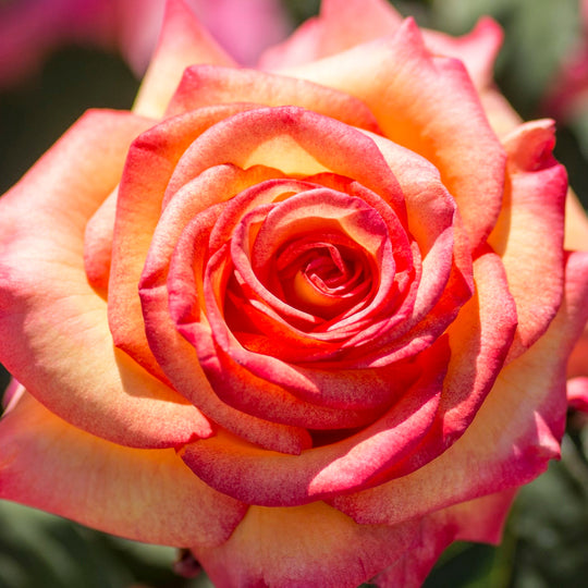 Dream Come True™ - Star Roses and Plants