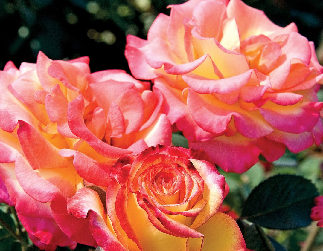 Dream Come True™ - Star Roses and Plants
