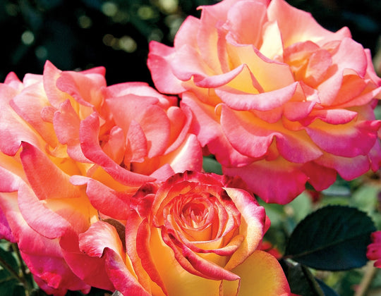 Dream Come True™ - Star Roses and Plants