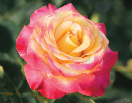 Dream Come True™ - Star Roses and Plants