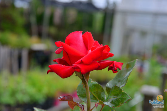 Drop Dead Red - Weeks Rose