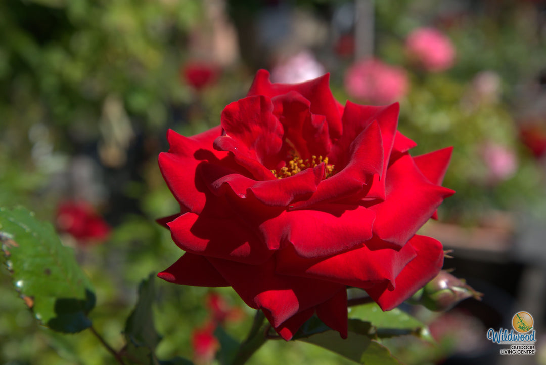 Drop Dead Red - Weeks Rose