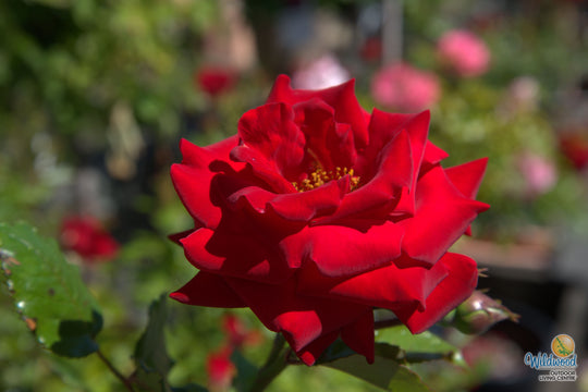 Drop Dead Red - Weeks Rose