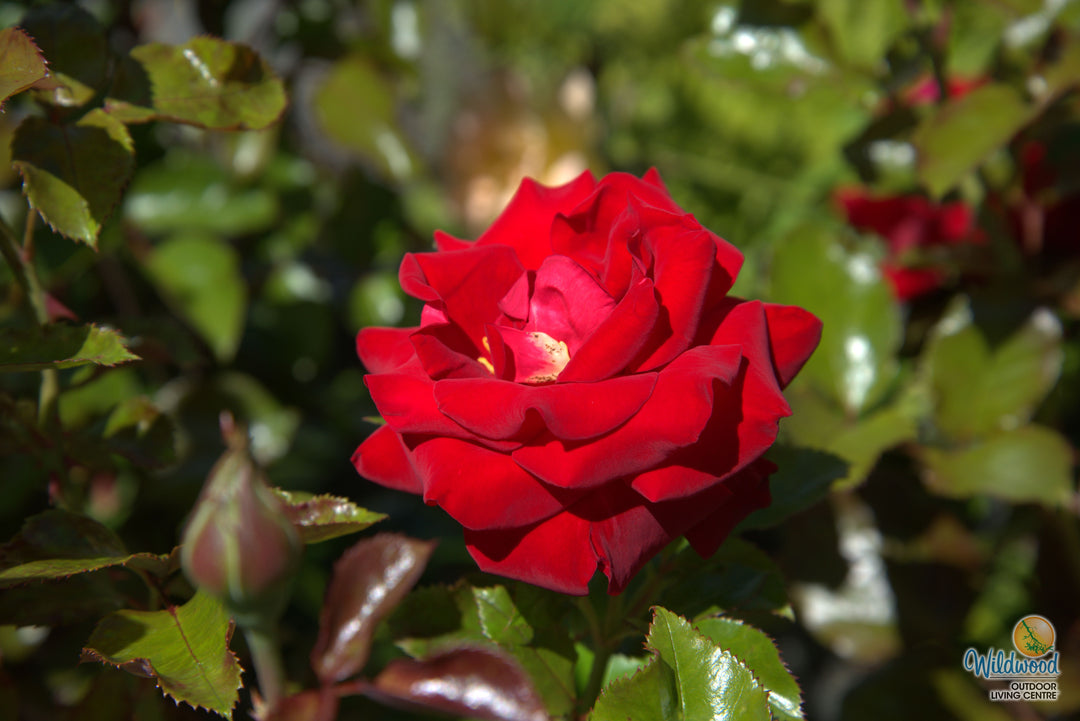 Drop Dead Red - Weeks Rose