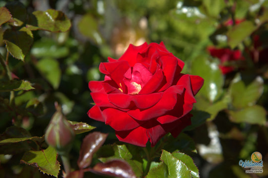 Drop Dead Red - Weeks Rose