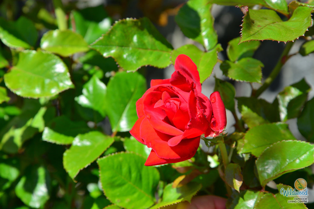 Drop Dead Red - Weeks Rose